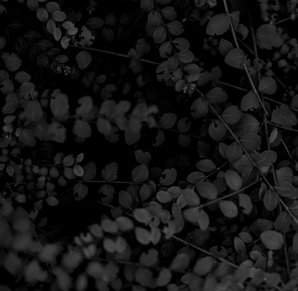 annie-spratt-AhUDJ1HSBtA-unsplash